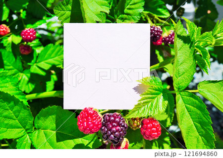 明るい庭で撮影された緑の葉とボイセンベリーの熟した赤や紫の実、初夏イメージの白いカードのモックアップ 明るい庭で撮影された緑の葉とボイセンベリーの熟した赤や紫の実、初夏イメージの白いカードのモックアップ 121694860