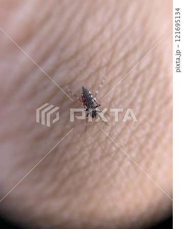 Close up of a mosquito on skin in hand Close up of a mosquito on skin in hand 121695134