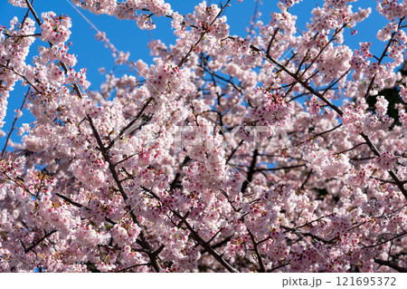 満開の桜 121695372