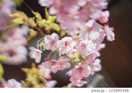 春の東京大神宮に咲く満開の桜　東京都千代田区 121695398
