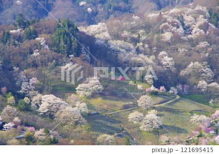 春の安曇野・陸郷桜仙峡 春の安曇野・陸郷桜仙峡 121695415