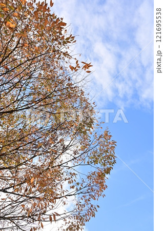 ケヤキ(ニレ科ケヤキ属)の紅葉 ケヤキ(ニレ科ケヤキ属)の紅葉 121695538