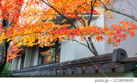 Vibrant Autumn Foliage Near Shimogamo Shrine, Kyoto, Japan. 121695695