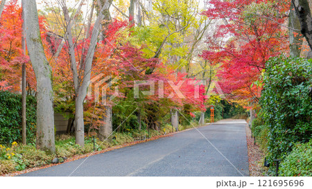 Scenic Autumn Road Near Shimogamo Shrine, Kyoto, Japan. 121695696