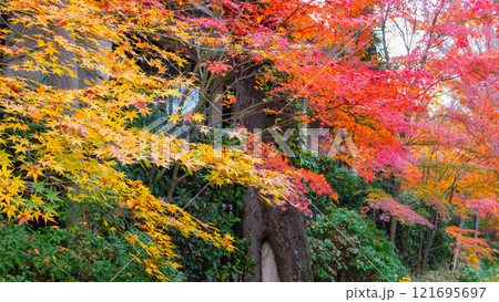Scenic Autumn Road Near Shimogamo Shrine, Kyoto, Japan. 121695697