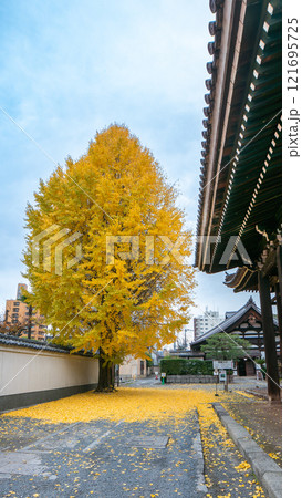 Golden Ginkgo Tree at Kyoto Honpoji Temple in Autumn. 121695725