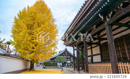 Golden Ginkgo Tree at Kyoto Honpoji Temple in Autumn. Golden Ginkgo Tree at Kyoto Honpoji Temple in Autumn. 121695726