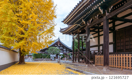 Golden Ginkgo Tree at Kyoto Honpoji Temple in Autumn. 121695727