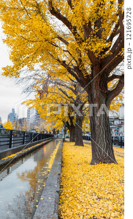 Golden Ginkgo Trees along Horikawa Canal, Kyoto. 121695728