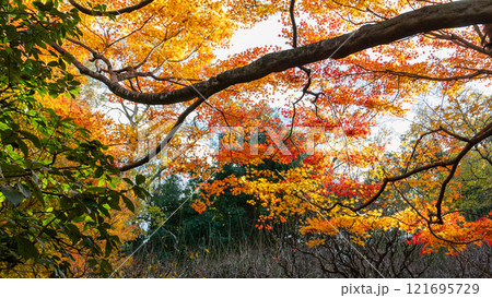 Autumn Foliage at Ryoanji Temple, Kyoto, Japan. 121695729