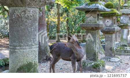 Deer Among Ancient Stone Lanterns at Kasuga Taisha Shrine, Kyoto, Japan. 121695737