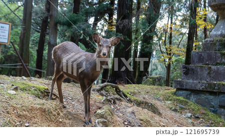 Deer Among Ancient Stone Lanterns at Kasuga Taisha Shrine, Kyoto, Japan. Deer Among Ancient Stone Lanterns at Kasuga Taisha Shrine, Kyoto, Japan. 121695739