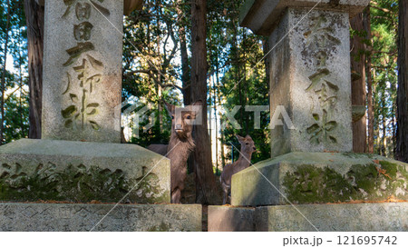 Deer Among Ancient Stone Lanterns at Kasuga Taisha Shrine, Kyoto, Japan. 121695742