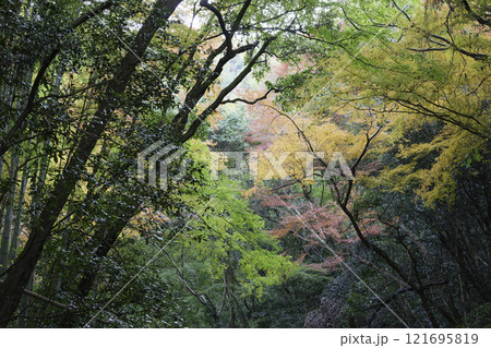 秋の森、色鮮やかな木々の風景、自然の美しさ 121695819