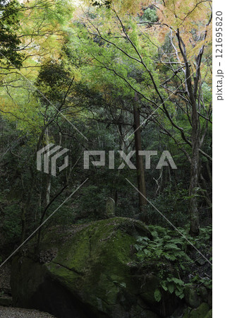 秋の森、色鮮やかな木々の風景、自然の美しさ 121695820