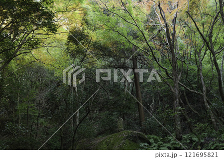 秋の森、色鮮やかな木々の風景、自然の美しさ 121695821