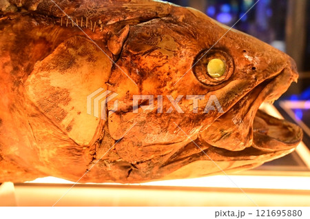 シーラカンスのはく製の展示（沼津港深海水族館） 121695880