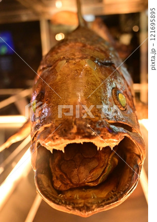 シーラカンスのはく製の展示(沼津港深海水族館) シーラカンスのはく製の展示(沼津港深海水族館) 121695895