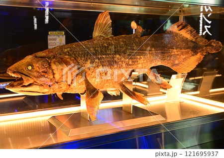 シーラカンスのはく製の展示（沼津港深海水族館） 121695937