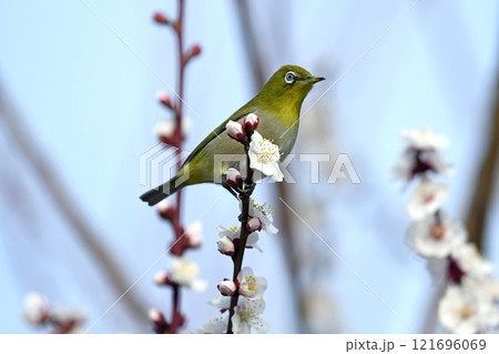満開の白梅にメジロ （春イメージ） 121696069