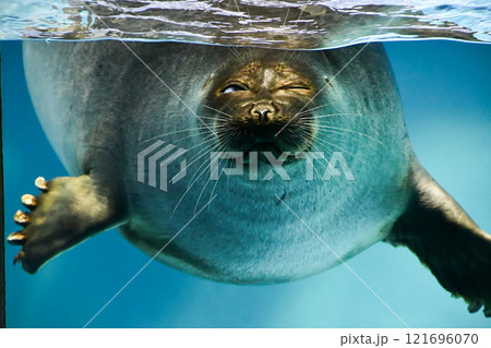 三重県 鳥羽水族館 バイカルアザラシ 三重県 鳥羽水族館 バイカルアザラシ 121696070