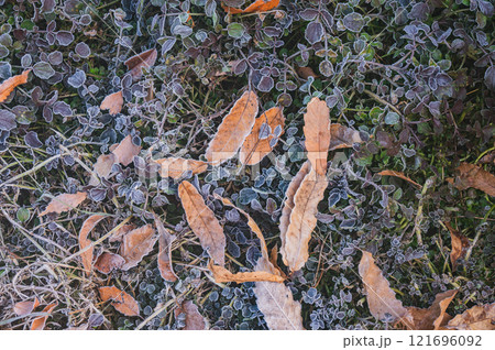 朝霜の降りた朝【長野県】 121696092