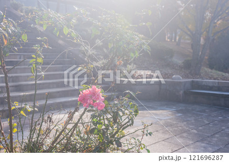 朝の光と晩秋の花 朝の光と晩秋の花 121696287