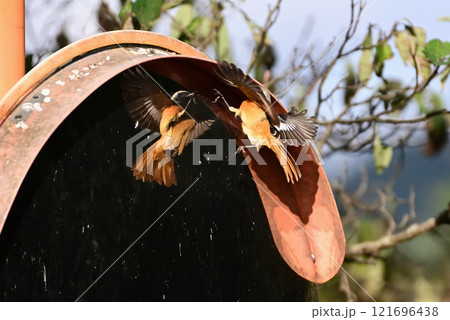 カーブミラーに映る自分との縄張り争い~ジョウビタキ カーブミラーに映る自分との縄張り争い~ジョウビタキ 121696438