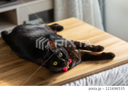 黒猫 121696535
