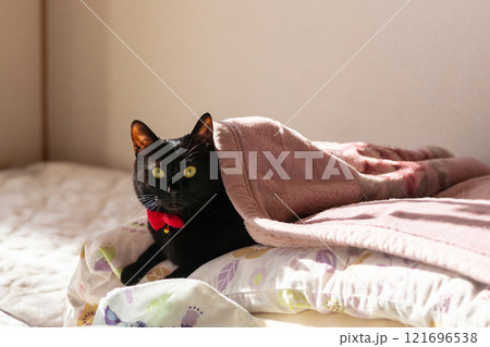 黒猫 121696538