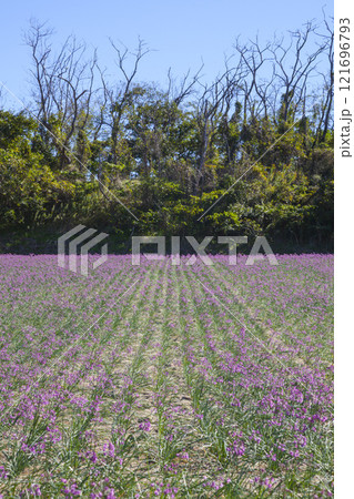 畑の一面に咲くラッキョウの花 鳥取県 鳥取砂丘 121696793