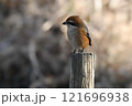 モズ 121696938