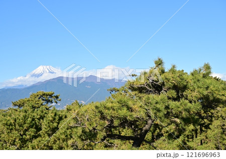 沼津港近辺から眺める富士山と松の木 121696963
