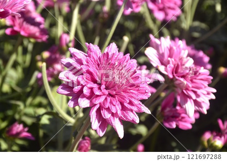pink chrysanthemum flowers with drop of water blooming in garden 121697288
