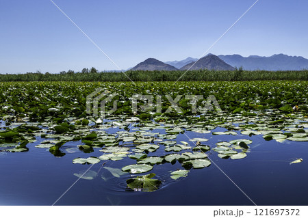 Montenegro, Skadar Lake National Park and its nature reserve. Montenegro, Skadar Lake National Park and its nature reserve. 121697372