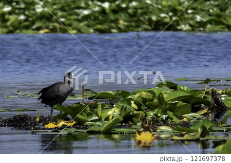 Montenegro, Skadar Lake National Park and its nature reserve. Coot 121697378