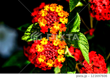 Macro of flowers, highlighting their color and texture Macro of flowers, highlighting their color and texture 121697606