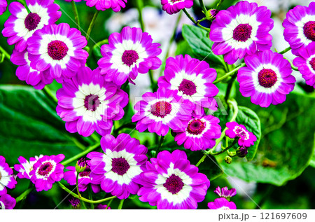 Macro of flowers, highlighting their color and texture Macro of flowers, highlighting their color and texture 121697609