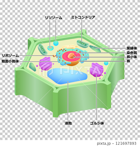 植物細胞結構 121697893