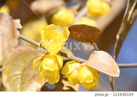 ロウバイ（蝋梅） 121698184