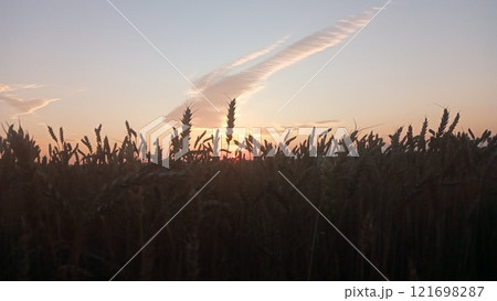 Wheat field at sunset with a beautiful sky and clouds in the background Wheat field at sunset with a beautiful sky and clouds in the background 121698287
