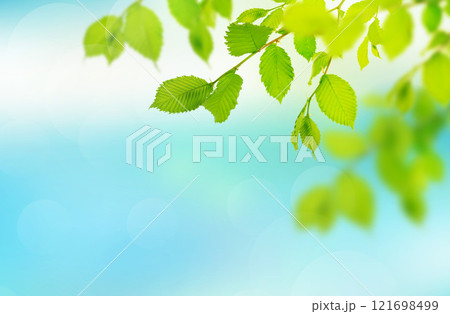 green leaves in garden. Eco green wall. Natural backdrop. Beauty in nature. Green leaves with natural pattern wallpaper. 121698499