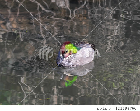 カモ目カモ科ヨシガモ属　ヨシガモ 121698766