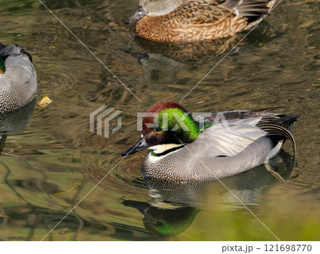 カモ目カモ科ヨシガモ属　ヨシガモ 121698770