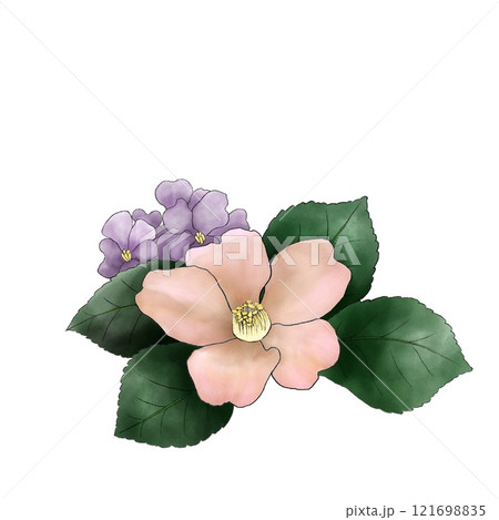 白い背景に淡いピンク色の椿と花大根の花、淡いピンク色のツバキの花、一輪の椿の花 白い背景に淡いピンク色の椿と花大根の花、淡いピンク色のツバキの花、一輪の椿の花 121698835