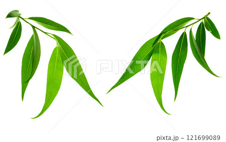 Lovely spring willow foliage. Young branches with green leaves. Isolated. Nature is waking up. Greenery for decoration. Lovely spring willow foliage. Young branches with green leaves. Isolated. Nature is waking up. Greenery for decoration. 121699089