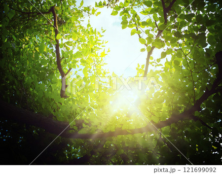 Shining spring garden. Young greenery on a spring day. Nature rejoices. Clear sunny day. Banner. Summer. Shining spring garden. Young greenery on a spring day. Nature rejoices. Clear sunny day. Banner. Summer. 121699092