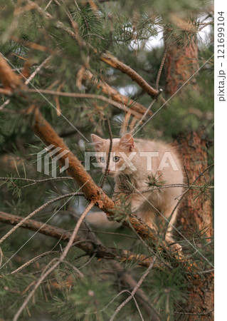 A curious and fluffy ginger kitten exploring outdoors climbing the pine tree. 121699104