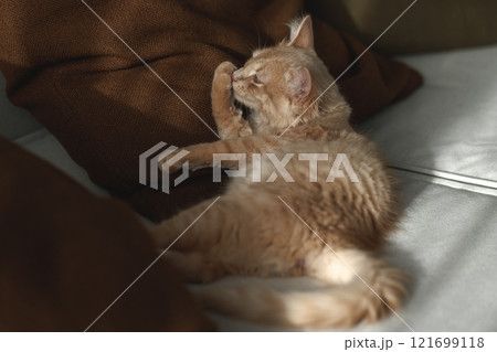 4 months old charming and charismatic ginger kitten grooming on the sofa. Domestic animal concept.. 4 months old charming and charismatic ginger kitten grooming on the sofa. Domestic animal concept.. 121699118