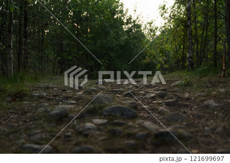 Path in a summer pine forest on a warm day with lots of greenery and bilberries 121699697